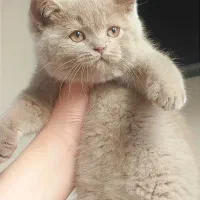 گربه های کیوت و با نمک
