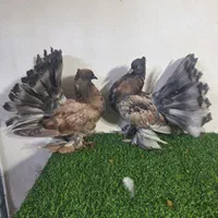 دمچتری امریکایی|پرنده|اصفهان, دهنو (محمدآباد)|دیوار