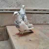 فروش تعدادی کبوتر