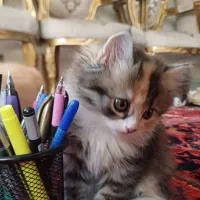 بچه گربه پرشین