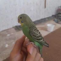 محبت گوشی اهلی می باشد