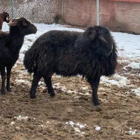 قوچ همو|حیوانات مزرعه|کوهسار (البرز), |دیوار