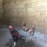 خروس و مرغ لاری