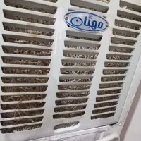 کولرابی سالم