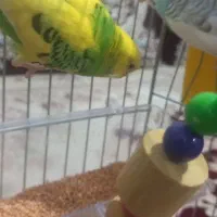 یک جفت مرغ عشق