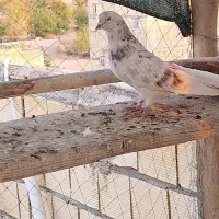 ۴ عدد نر درچه یک به شرط|پرنده|اصفهان, سرشبادران|دیوار