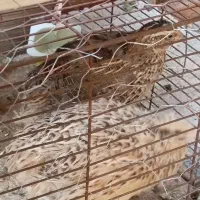دوتا بلدرچین ماده