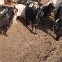بز ۲۰تا بی ۵|حیوانات مزرعه|اندیمشک, |دیوار