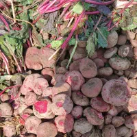 لبو شاهین تپه|فعالیت داوطلبانه|دشتابی, |دیوار