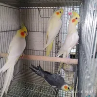 طوطی عروس سرلاکی.تک بالغ .جفت بالغ|پرنده|بهبهان, |دیوار