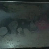 توستر|اجاق گاز و لوازم برقی پخت‌وپز|خرم‌آباد, |دیوار