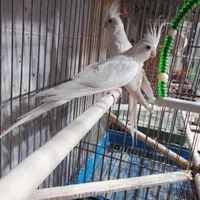 انواع طوطی عروس هلندی درهررنگ ونژاد|پرنده|خوی, |دیوار