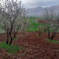 فروش فوری یک هکتار باغ بادام روانسر|فروش دفتر صنعتی، کشاورزی، تجاری|روانسر, |دیوار
