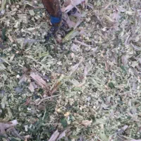 ذرت علوفه ای|عمدهفروشی|فاضل آباد, |دیوار