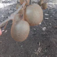 فروش میوه کیوی هایواردزیر برگ (توافقی)|عمده‌فروشی|لیسار, |دیوار