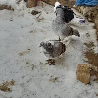 کبوتر مور و شازده