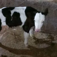 ۲ راس نرسیمینتال قرمز