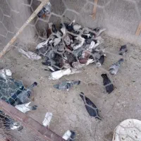 کبوتر. رنگی|پرنده|اردکان, |دیوار