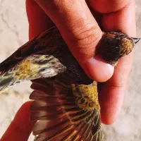 پرنده گلبسر|پرنده|کوهدشت, |دیوار