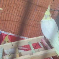 جفت عروس لوتینو