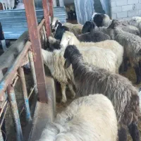 میش داشتی باقوچ|حیوانات مزرعه|یاسوج, |دیوار