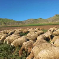 پشم گوسفند مغانی