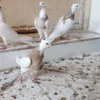 ۴ عدد طوقی|پرنده|شادگان, |دیوار