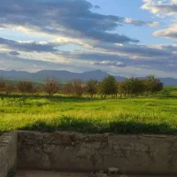 گیاه باغ