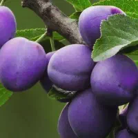 معتبرترین پیش فروش نهال الوپایه کوتاه|خدمات باغبانی و درختکاری|تربت‌حیدریه, قاسم آباد|دیوار