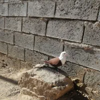 کفتر کلاغ ساده زاغ|پرنده|خواف, |دیوار