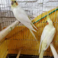 عروس هلندی جفت