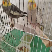 عروس هلندی نر وماده جوان