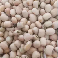 ترخینه روغن محلی|خوردنی و آشامیدنی|هرسین, |دیوار