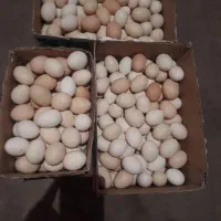 تخم مرغ کوردی