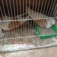 کبوتر دوکت زرد قسا