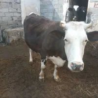 گاو سیمیتال