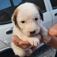 توله سگ بیگل سوسیسی