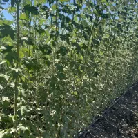 تولید نهال یکساله کبوده به قیمت ۴۰ت