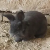 خرگوش لوپ اصل