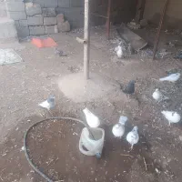 کبوتر فروشی