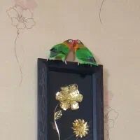 طوطی برزیلی|پرنده|ری, دیلمان|دیوار