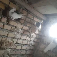 ۲۵تا چوجه بزرک دورشت وزیبا