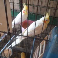 عروس هلندی لوتینو نر وماده