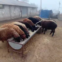بره نر پرواری گوسفند