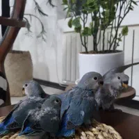 طوطی کوتوله سرلاکی|پرنده|پرند, فاز ۵|دیوار