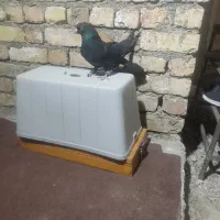 کفتر دولا پر|پرنده|بروجن, |دیوار