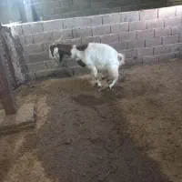 بز گله ای