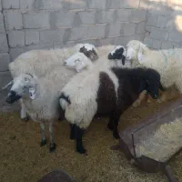 میش کاور|حیوانات مزرعه|گلزار, |دیوار