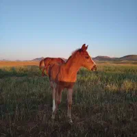 اسب|اسب و تجهیزات اسبسواری|طرهان, |دیوار