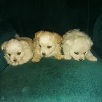 توله نژاد دار اشپیتز|سگ|جیرفت, |دیوار